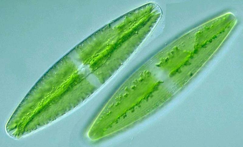 Alga kremenjasica a.jpg